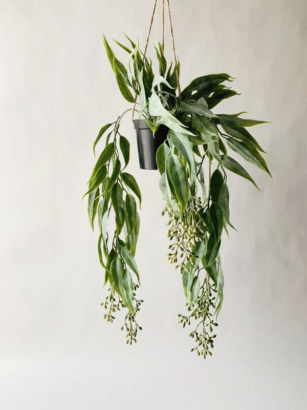 Hengeplante eucalyptus. 